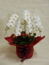 画像: 胡蝶蘭鉢(白・5本立)